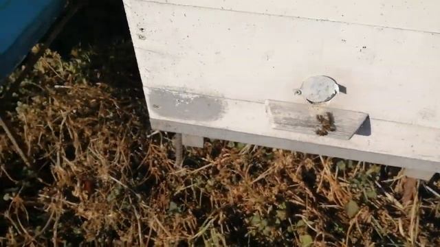 Зимовка пчёл где лучше на улице или в помещение. смотреть онлайн