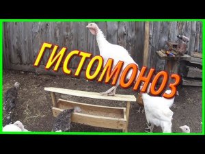 ГИСТОМОНОЗ У ИНДЮКОВ КАК БОРОТЬСЯ С БОЛЕЗНЬЮ