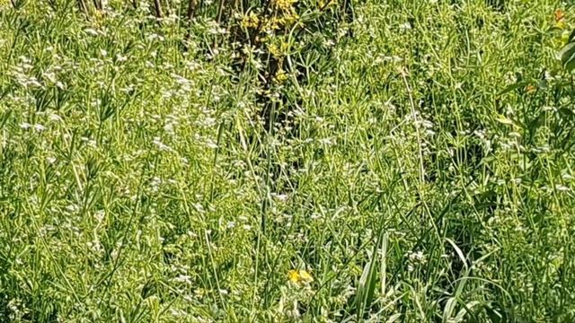 Майский релакс на природе с пением птиц и соловья. 14.05.23. смотреть онлайн