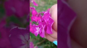 Флокс Александра