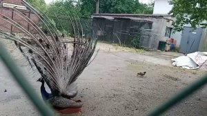 ПАВЛИН РАСПУСТИЛ ХВОСТ.