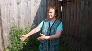 Каменка. Деревенька в Богучанском районе, которую не коснулась пандемия.
