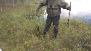 Злые Осенние Щуки БЕЗЛЮДНОГО ОЗЕРА. ПОДРАНОК В Канаве. Торфяные Щуки.