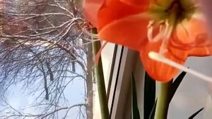 Опыление гиппеаструма
