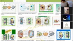 Онлайн сабак биология. ЖРТга даярдануу курсу. Клетканын тузулушу. Клетка чел кабыгы. Цитоплазма.