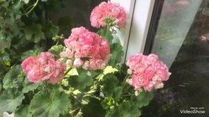 Мои цветущие пеларгонии (герани) в июне 2019