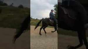 обучение иноходи.