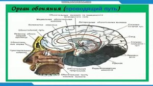Пары Черепно - мозговых нервов.Обонятельный нерв. Анатомия. Патологическая Анатомия