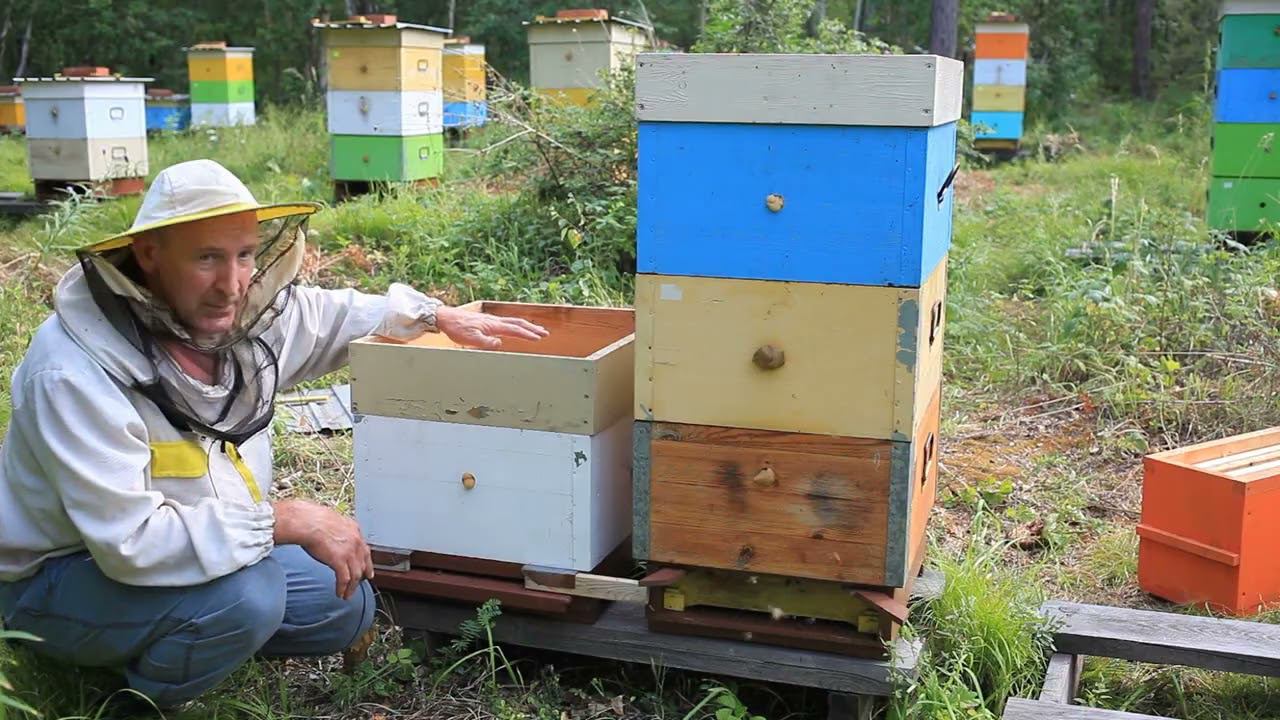 объединяю семьи с отводками смотреть онлайн