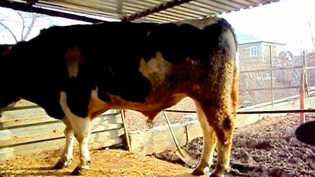 Голштинизированный,среднеазиатский,чёрно-пёстрый КРС в Таразе. смотреть онлайн