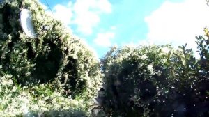 Лиана горец