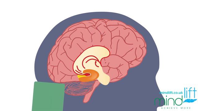 How the Brain Encodes Traumatic Memories - Mind Lift смотреть онлайн