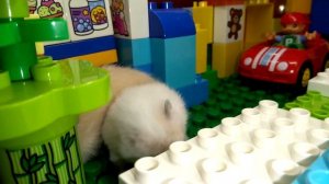 Хомяки в Леголенде. Парк развлечений для хомяков.