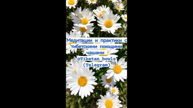 Поющие чаши, 108 раз ОМ. Гармонизируем ум, тонкие тела, чакры через звук смотреть онлайн