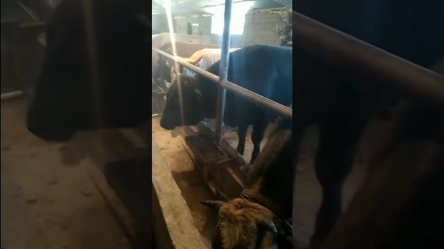 Откорм бычков . Fattening of bulls. Рацион кормления бычков .