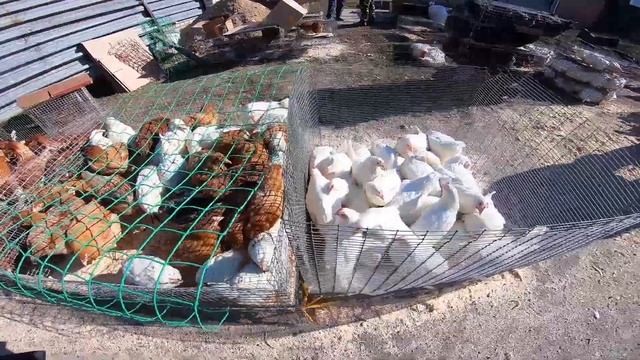 Обзор цыплят молодок на птичьем рынке с ценами. Покупаем кур несушек.