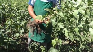 Так размножить смородину сможет каждый! Осеннее размножение смородины.