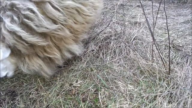 Избавились от собак и кошек. смотреть онлайн