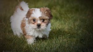 TODO sobre el perro Shih Tzu: Comportamiento, Características, Salud...