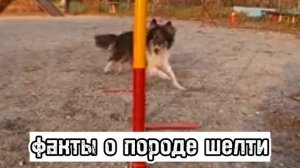?факты о породе шелти?