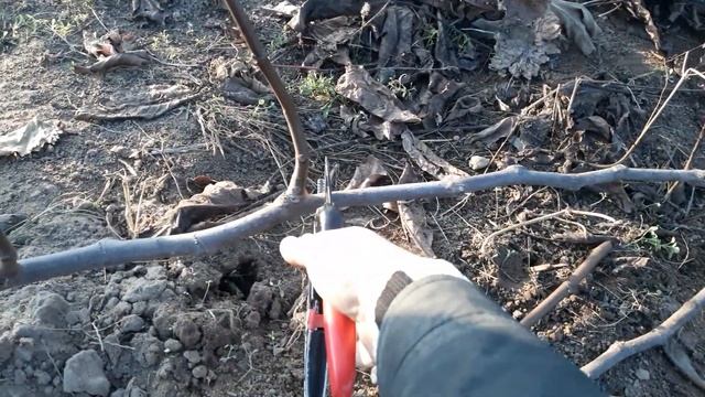 Обрезка инжыра осенью Горизонтальный кордон смотреть онлайн