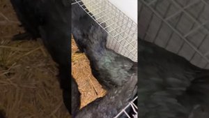 Куры несушки Леггорны, Браун Ник и Доминанты