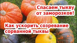Тыква: когда срезать, как хранить, как ускорить созревание