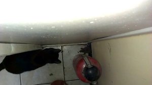 Кот ловит крысу