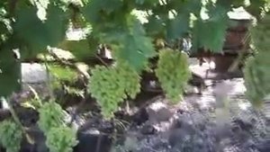 Виноград Столетие американский кишмиш 1 класса