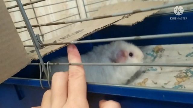 Как ухаживать за морской свинкой. Советы, правила, лайфхаки.