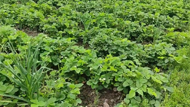 ? Клубника цветет Прополка клубники Обзор огорода, что взошло