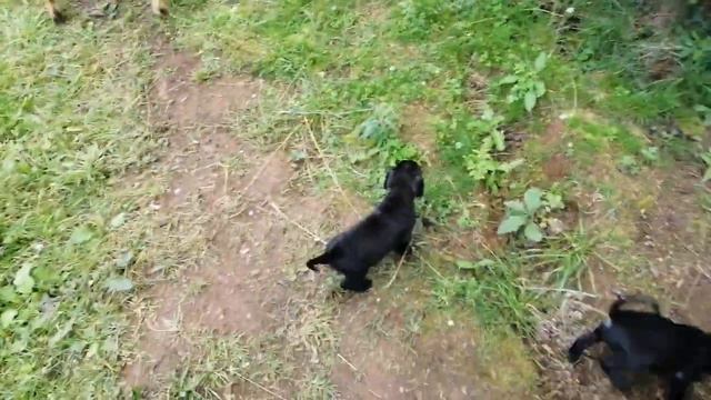 Щенки Питбуля 1 месяц и 10 дней смотреть онлайн