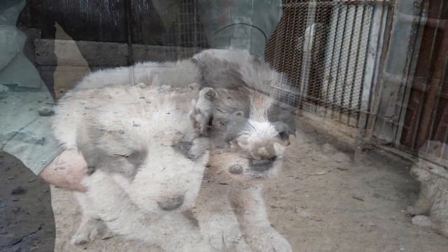 Щенки гампра http://gamprvolkodav.jimdo.com/ смотреть онлайн