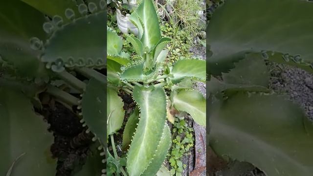 Mother of Thousands Amazing 🥰 Lucky plants 🤑🤑🤑Kalachoe daigremontia