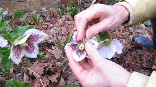 Hand Pollination of Hellebores смотреть онлайн