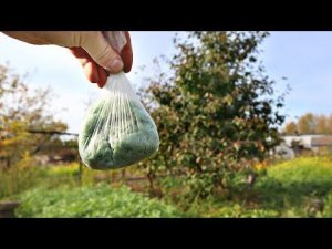 Осенью без того средства никак! Как правильно применять железный купорос осенью в саду и огороде?