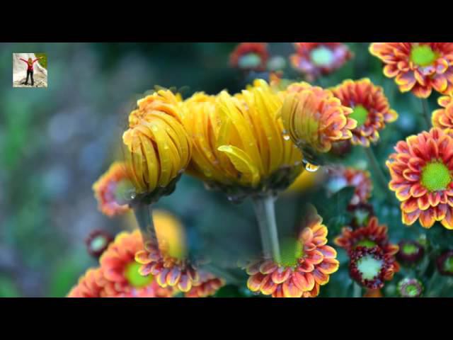 Бал хризантем в Никитском ботаническом саду  Ball of chrysanthemums in Nikitsky botanical garden