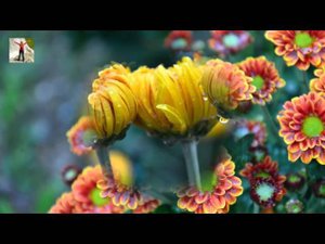Бал хризантем в Никитском ботаническом саду | Ball of chrysanthemums in Nikitsky botanical garden