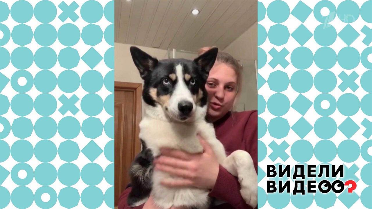 Собака из игрушки. Видели видео? Фрагмент выпуска от 11.10.2020