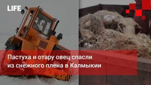 Пастуха и отару овец спасли из снежного плена в Калмыкии