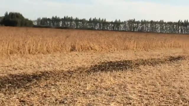 Комбайн КЗС 1218 с модернизированной жаткой на уборке сои