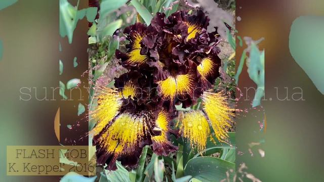 Шедевральные ирисы K. Кеппела в нашем саду 2020 г., ч.2 Our collection of Keith Keppel's Irises, #2 смотреть онлайн