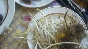 плачевный результат неправильного хранения луковиц лилии ОТ гибрида