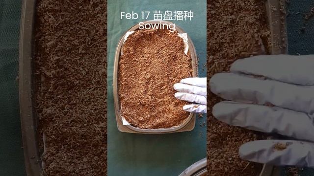 培育茼蒿秧苗 Grow Crown Daisy Seedlings #vegetables #garden #gardeningcare