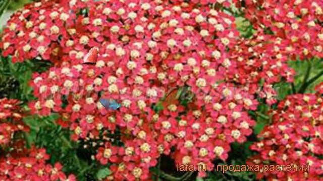 Тысячелистник обыкновенный Королева (koroleva) ? обзор: как сажать, рассада тысячелистника Королева смотреть онлайн