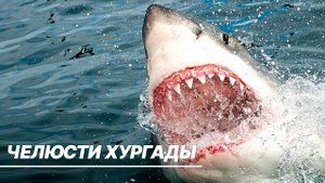 Челюсти Хургады. Почему акулы нападают на людей в Египте?