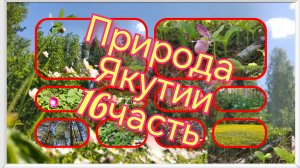 Природа Якутии 1001981172.mp4