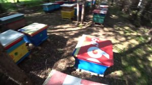 КОГДА СТАВИТЬ МАГАЗИН ПОД МЁД, ЕДЕМ НА ТОЧКИ, ОХРАНА ПАСЕКИ, ПРОВЕРКА ВЕСОВОГО УЛЬЯ.