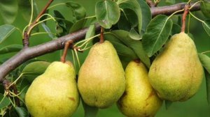 ПОЛЕЗНЫЕ СВОЙСТВА ГРУШИ