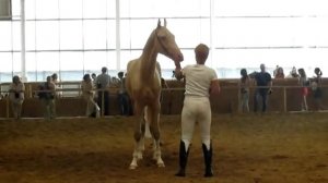 Очень красивый изабелловый ахалтекинец! Ахалтекинская порода лошадей. Текинец